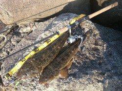 紀ノ川河口でマゴチ55cm&50cm！