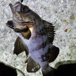 明石港メバリング、深夜の下げ潮ピンポイント狙いで短時間調査