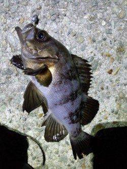 明石港メバリング、深夜の下げ潮ピンポイント狙いで短時間調査