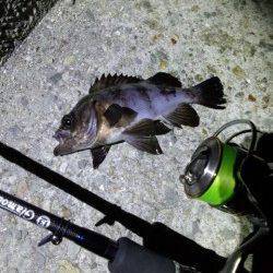 明石港メバリング、深夜の下げ潮ピンポイント狙いで短時間調査