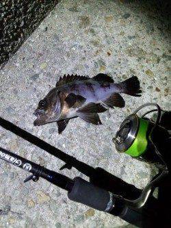 明石港メバリング、深夜の下げ潮ピンポイント狙いで短時間調査