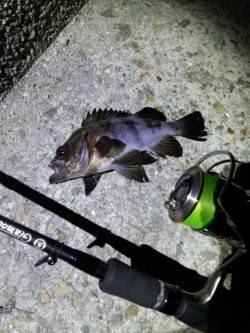 明石港メバリング、深夜の下げ潮ピンポイント…