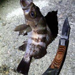 明石一文字へボトム勝負〜ボトムワインドでメバル・ガシラ