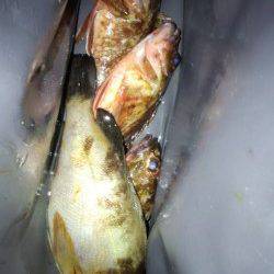 明石一文字へボトム勝負〜ボトムワインドでメバル・ガシラ