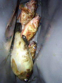 明石一文字へボトム勝負〜ボトムワインドでメバル・ガシラ