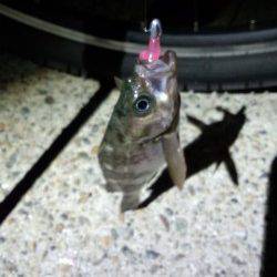 癒やしを求めて漁港の小メバル狙い〜明石港メバリング