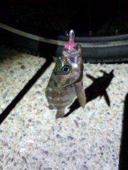 癒やしを求めて漁港の小メバル狙い〜明石港メバリング