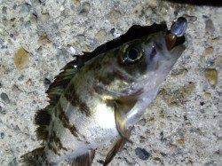 癒やしを求めて漁港の小メバル狙い〜明石港メバリング