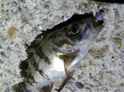 癒やしを求めて漁港の小メバル狙い〜明石港メ…