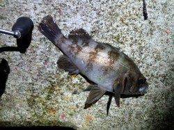 漁港に癒やしを求めて軽量JH単体でメバル・ガシラ