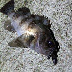 淡路島・古茂江にてボトムワインドで良型メバル