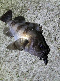 淡路島・古茂江にてボトムワインドで良型メバ…