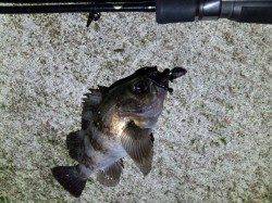 漁港に癒やしを求めて軽量JH単体でメバル・ガシラ