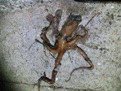 明石港メバリング、小メバル小ガシラとタコの釣果