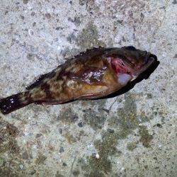 明石港メバリング、小メバル小ガシラとタコの釣果