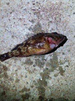 明石港メバリング、小メバル小ガシラとタコの釣果