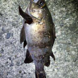 淡路島・古茂江にてボトムワインドで良型メバル