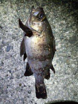 淡路島・古茂江にてボトムワインドで良型メバル