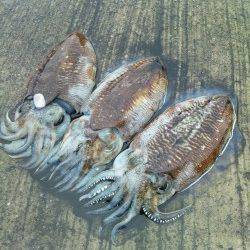 浜坂港エギング〜雨の中コウイカ接岸４ゲット２バラシ