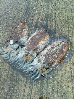 浜坂港エギング〜雨の中コウイカ接岸４ゲット２バラシ