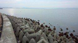 谷川漁港でちびメバルに遊ばれましたーー！！