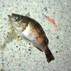 谷川漁港でちびメバルに遊ばれましたーー！！