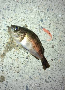 谷川漁港でちびメバルに遊ばれましたーー！！…