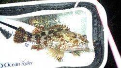 加太漁港プラグでメバル狙い、アタリがガシラのみでした・・・