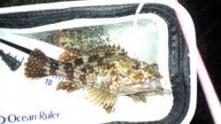 加太漁港プラグでメバル狙い、アタリがガシラ…