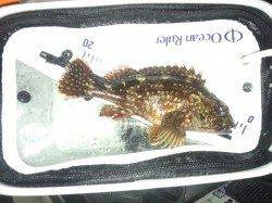 加太漁港プラグでメバル狙い、アタリがガシラのみでした・・・