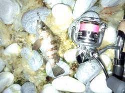 りんくうのメバリング釣果チビメバルのみ・・…