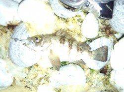 りんくうのメバリング釣果チビメバルのみ・・・でかいの何処～！