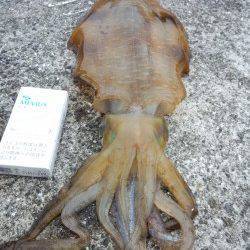 有田周辺もそろそろスタートでしょうか！春らしいサイズのアオリ♪