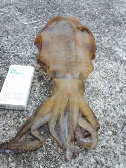 有田周辺もそろそろスタートでしょうか！春ら…