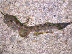 林崎漁港、ブッコミ釣りでアナゴ・ハゼの釣果