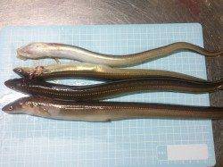 林崎漁港、ブッコミ釣りでアナゴ・ハゼの釣果