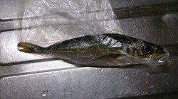 助松埠頭　早朝からの飛ばしサビキでアジ狙い