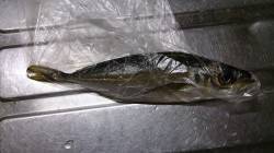 助松埠頭　早朝からの飛ばしサビキでアジ狙い…