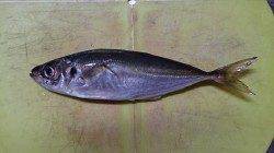 助松埠頭　早朝からの飛ばしサビキでアジ狙い