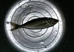 花市場前で飛ばしサビキ、かなり食い渋かった…