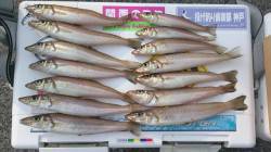 キスの釣果投稿できる季節到来♪ 淡路島・炬…