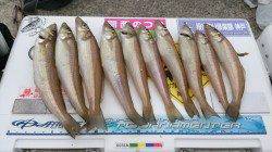 キスの釣果投稿できる季節到来♪ 淡路島・炬口での投げ釣り