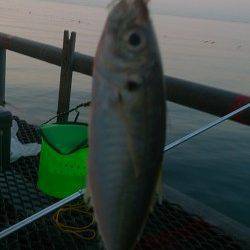 とっとパーク小島のサビキ釣り、18時半頃にアジの時合ありました