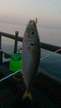 とっとパーク小島のサビキ釣り、18時半頃に…