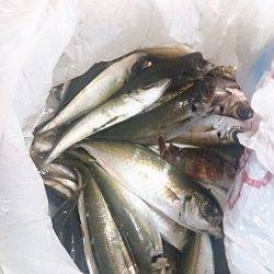 とっとパーク小島のサビキ釣り、18時半頃にアジの時合ありました
