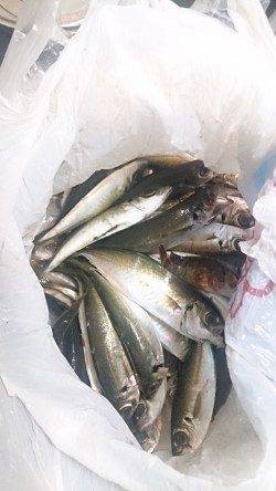 とっとパーク小島のサビキ釣り、18時半頃にアジの時合ありました