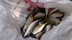 雨の中とっとパーク小島でサビキ釣り、ぱらぱ…