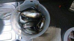 雨の中とっとパーク小島でサビキ釣り、ぱらぱらとアジ釣れました