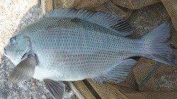 日高川河口フカセ釣りでコッパグレが入れ食い