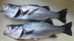 日高川河口シーバス、濁りありミノーでヒラスズキ2本ゲット！